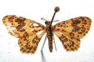  ( - 11-SRNP-102014)  @13 [ ] CreativeCommons - Attribution Non-Commercial Share-Alike (2011) Daniel H. Janzen Guanacaste Dry Forest Conservation Fund