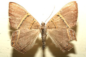  ( - 11-SRNP-102492)  @13 [ ] CreativeCommons - Attribution Non-Commercial Share-Alike (2011) Daniel H. Janzen Guanacaste Dry Forest Conservation Fund