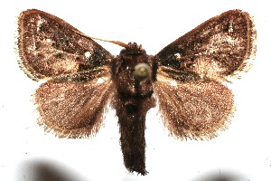  ( - 11-SRNP-103393)  @11 [ ] CreativeCommons - Attribution Non-Commercial Share-Alike (2012) Daniel H. Janzen Guanacaste Dry Forest Conservation Fund