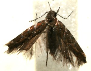  ( - 11-SRNP-103498)  @13 [ ] CreativeCommons - Attribution Non-Commercial Share-Alike (2012) Daniel H. Janzen Guanacaste Dry Forest Conservation Fund