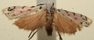  ( - 11-SRNP-103891)  @12 [ ] CreativeCommons - Attribution Non-Commercial Share-Alike (2010) Daniel H. Janzen Guanacaste Dry Forest Conservation Fund