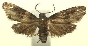  ( - 11-SRNP-104669)  @13 [ ] CreativeCommons - Attribution Non-Commercial Share-Alike (2010) Daniel H. Janzen Guanacaste Dry Forest Conservation Fund