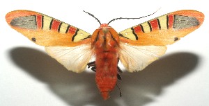  ( - 11-SRNP-104838)  @14 [ ] CreativeCommons - Attribution Non-Commercial Share-Alike (2010) Daniel H. Janzen Guanacaste Dry Forest Conservation Fund