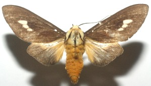  ( - 11-SRNP-104840)  @13 [ ] CreativeCommons - Attribution Non-Commercial Share-Alike (2010) Daniel H. Janzen Guanacaste Dry Forest Conservation Fund