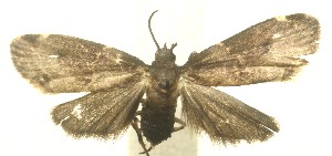  ( - 11-SRNP-105006)  @13 [ ] CreativeCommons - Attribution Non-Commercial Share-Alike (2010) Daniel H. Janzen Guanacaste Dry Forest Conservation Fund