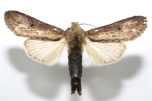  ( - 11-SRNP-105198)  @13 [ ] CreativeCommons - Attribution Non-Commercial Share-Alike (2010) Daniel H. Janzen Guanacaste Dry Forest Conservation Fund