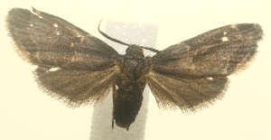  ( - 11-SRNP-105361)  @13 [ ] CreativeCommons - Attribution Non-Commercial Share-Alike (2010) Daniel H. Janzen Guanacaste Dry Forest Conservation Fund