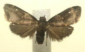  ( - 11-SRNP-105529)  @13 [ ] CreativeCommons - Attribution Non-Commercial Share-Alike (2010) Daniel H. Janzen Guanacaste Dry Forest Conservation Fund