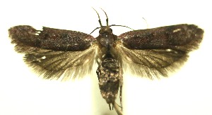  ( - 11-SRNP-105761)  @14 [ ] CreativeCommons - Attribution Non-Commercial Share-Alike (2010) Daniel H. Janzen Guanacaste Dry Forest Conservation Fund