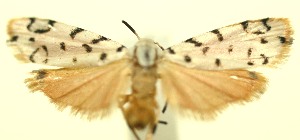  ( - 11-SRNP-105783)  @12 [ ] CreativeCommons - Attribution Non-Commercial Share-Alike (2010) Daniel H. Janzen Guanacaste Dry Forest Conservation Fund