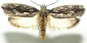  ( - 11-SRNP-105836)  @14 [ ] CreativeCommons - Attribution Non-Commercial Share-Alike (2010) Daniel H. Janzen Guanacaste Dry Forest Conservation Fund