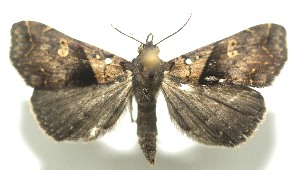  ( - 11-SRNP-105944)  @13 [ ] CreativeCommons - Attribution Non-Commercial Share-Alike (2010) Daniel H. Janzen Guanacaste Dry Forest Conservation Fund