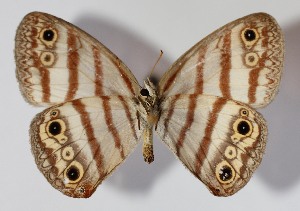  (Euptychia westwoodiDHJ01 - 11-SRNP-33710)  @14 [ ] CreativeCommons - Attribution Non-Commercial Share-Alike (2014) Daniel H. Janzen Guanacaste Dry Forest Conservation Fund