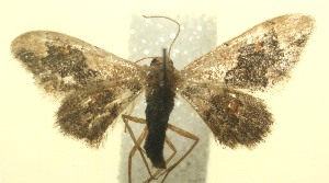  ( - 12-SRNP-100050)  @13 [ ] CreativeCommons - Attribution Non-Commercial Share-Alike (2010) Daniel H. Janzen Guanacaste Dry Forest Conservation Fund