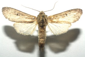  ( - 12-SRNP-100153)  @13 [ ] CreativeCommons - Attribution Non-Commercial Share-Alike (2010) Daniel H. Janzen Guanacaste Dry Forest Conservation Fund