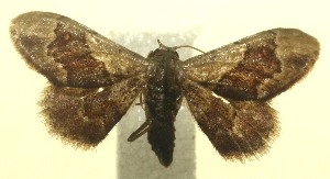  ( - 12-SRNP-100169)  @13 [ ] CreativeCommons - Attribution Non-Commercial Share-Alike (2010) Daniel H. Janzen Guanacaste Dry Forest Conservation Fund