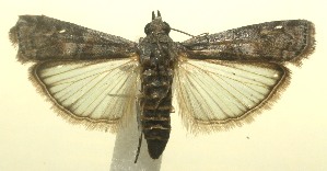  ( - 12-SRNP-100491)  @13 [ ] CreativeCommons - Attribution Non-Commercial Share-Alike (2010) Daniel H. Janzen Guanacaste Dry Forest Conservation Fund