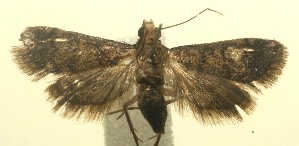  ( - 12-SRNP-100776)  @13 [ ] CreativeCommons - Attribution Non-Commercial Share-Alike (2010) Daniel H. Janzen Guanacaste Dry Forest Conservation Fund