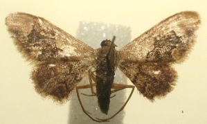  ( - 12-SRNP-100886)  @13 [ ] CreativeCommons - Attribution Non-Commercial Share-Alike (2010) Daniel H. Janzen Guanacaste Dry Forest Conservation Fund