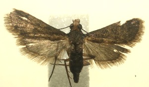  ( - 12-SRNP-100893)  @13 [ ] CreativeCommons - Attribution Non-Commercial Share-Alike (2010) Daniel H. Janzen Guanacaste Dry Forest Conservation Fund