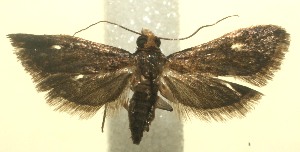  ( - 12-SRNP-100894)  @13 [ ] CreativeCommons - Attribution Non-Commercial Share-Alike (2010) Daniel H. Janzen Guanacaste Dry Forest Conservation Fund