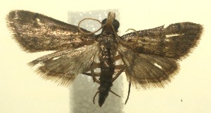  ( - 12-SRNP-100896)  @13 [ ] CreativeCommons - Attribution Non-Commercial Share-Alike (2010) Daniel H. Janzen Guanacaste Dry Forest Conservation Fund