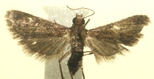  ( - 12-SRNP-100897)  @13 [ ] CreativeCommons - Attribution Non-Commercial Share-Alike (2010) Daniel H. Janzen Guanacaste Dry Forest Conservation Fund