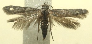  ( - 12-SRNP-101489)  @13 [ ] CreativeCommons - Attribution Non-Commercial Share-Alike (2010) Daniel H. Janzen Guanacaste Dry Forest Conservation Fund