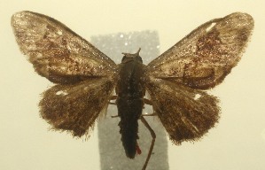  ( - 12-SRNP-101608)  @13 [ ] CreativeCommons - Attribution Non-Commercial Share-Alike (2010) Daniel H. Janzen Guanacaste Dry Forest Conservation Fund