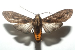  ( - 12-SRNP-101913)  @13 [ ] CreativeCommons - Attribution Non-Commercial Share-Alike (2010) Daniel H. Janzen Guanacaste Dry Forest Conservation Fund