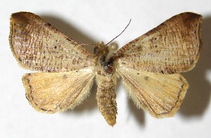  ( - 12-SRNP-1423)  @14 [ ] CreativeCommons - Attribution Non-Commercial Share-Alike (2014) Daniel H. Janzen Guanacaste Dry Forest Conservation Fund