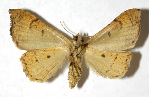  ( - 12-SRNP-1423)  @14 [ ] CreativeCommons - Attribution Non-Commercial Share-Alike (2014) Daniel H. Janzen Guanacaste Dry Forest Conservation Fund