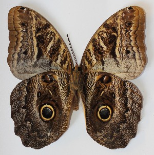  ( - 12-SRNP-21771)  @13 [ ] CreativeCommons - Attribution Non-Commercial Share-Alike (2014) Daniel H. Janzen Guanacaste Dry Forest Conservation Fund