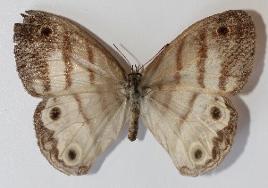  ( - 12-SRNP-30155)  @13 [ ] CreativeCommons - Attribution Non-Commercial Share-Alike (2014) Daniel H. Janzen Guanacaste Dry Forest Conservation Fund