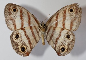  (Euptychia westwoodiDHJ01 - 12-SRNP-30155)  @13 [ ] CreativeCommons - Attribution Non-Commercial Share-Alike (2014) Daniel H. Janzen Guanacaste Dry Forest Conservation Fund