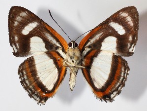  ( - 12-SRNP-42911)  @14 [ ] CreativeCommons - Attribution Non-Commercial Share-Alike (2014) Daniel H. Janzen Guanacaste Dry Forest Conservation Fund