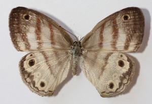  ( - 12-SRNP-85466)  @11 [ ] CreativeCommons - Attribution Non-Commercial Share-Alike (2014) Daniel H. Janzen Guanacaste Dry Forest Conservation Fund