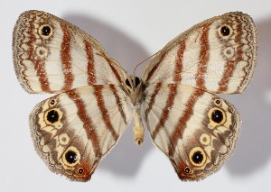  ( - 12-SRNP-85466)  @11 [ ] CreativeCommons - Attribution Non-Commercial Share-Alike (2014) Daniel H. Janzen Guanacaste Dry Forest Conservation Fund