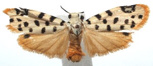  ( - 13-SRNP-102172)  @14 [ ] CreativeCommons - Attribution Non-Commercial Share-Alike (2014) Daniel H. Janzen Guanacaste Dry Forest Conservation Fund