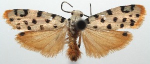  ( - 13-SRNP-102377)  @14 [ ] CreativeCommons - Attribution Non-Commercial Share-Alike (2014) Daniel H. Janzen Guanacaste Dry Forest Conservation Fund