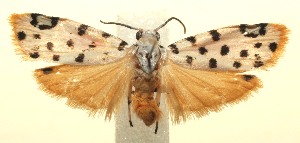  ( - 13-SRNP-102525)  @14 [ ] CreativeCommons - Attribution Non-Commercial Share-Alike (2014) Daniel H. Janzen Guanacaste Dry Forest Conservation Fund