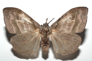  ( - 13-SRNP-102853)  @14 [ ] CreativeCommons - Attribution Non-Commercial Share-Alike (2014) Daniel H. Janzen Guanacaste Dry Forest Conservation Fund