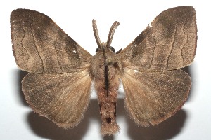  ( - 13-SRNP-102855)  @14 [ ] CreativeCommons - Attribution Non-Commercial Share-Alike (2014) Daniel H. Janzen Guanacaste Dry Forest Conservation Fund