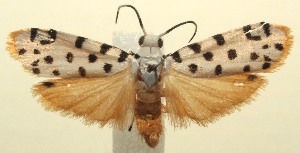  ( - 13-SRNP-103070)  @14 [ ] CreativeCommons - Attribution Non-Commercial Share-Alike (2014) Daniel H. Janzen Guanacaste Dry Forest Conservation Fund