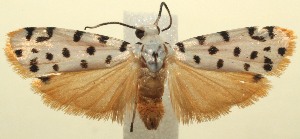  ( - 13-SRNP-103073)  @14 [ ] CreativeCommons - Attribution Non-Commercial Share-Alike (2014) Daniel H. Janzen Guanacaste Dry Forest Conservation Fund