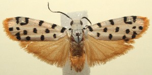  ( - 13-SRNP-103074)  @14 [ ] CreativeCommons - Attribution Non-Commercial Share-Alike (2014) Daniel H. Janzen Guanacaste Dry Forest Conservation Fund