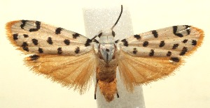  ( - 13-SRNP-103362)  @14 [ ] CreativeCommons - Attribution Non-Commercial Share-Alike (2014) Daniel H. Janzen Guanacaste Dry Forest Conservation Fund