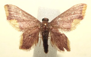  ( - 13-SRNP-103369)  @13 [ ] CreativeCommons - Attribution Non-Commercial Share-Alike (2014) Daniel H. Janzen Guanacaste Dry Forest Conservation Fund