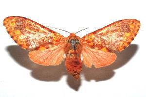  ( - 13-SRNP-103413)  @14 [ ] CreativeCommons - Attribution Non-Commercial Share-Alike (2014) Daniel H. Janzen Guanacaste Dry Forest Conservation Fund