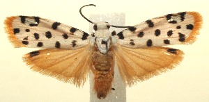  ( - 13-SRNP-103537)  @14 [ ] CreativeCommons - Attribution Non-Commercial Share-Alike (2014) Daniel H. Janzen Guanacaste Dry Forest Conservation Fund